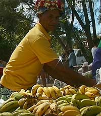 Marked_bananselgar.jpg (25132 bytes)