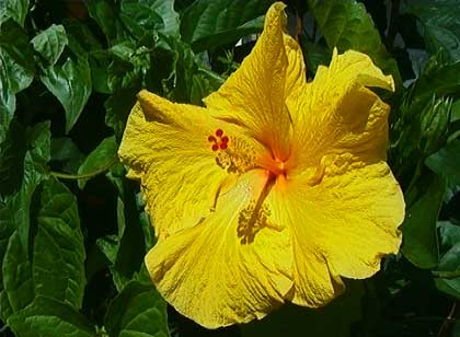 Hibiskus  Hawaiirose