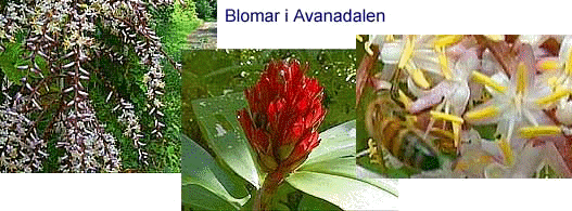 Flowers in the Avana valley